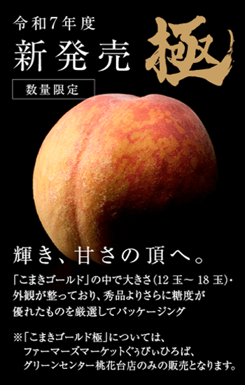 令和7年度 新発売 数量限定 「こまきゴールド極」 輝き、甘さの頂へ。「こまきゴールド」の中で大きさ（12 玉～ 18 玉）・外観が整っており、秀品よりさらに糖度が優れたものを厳選してパッケージング。 ※「こまきゴールド極」については、ファーマーズマーケットぐぅぴぃひろば、グリーンセンター桃花台店のみの販売となります。