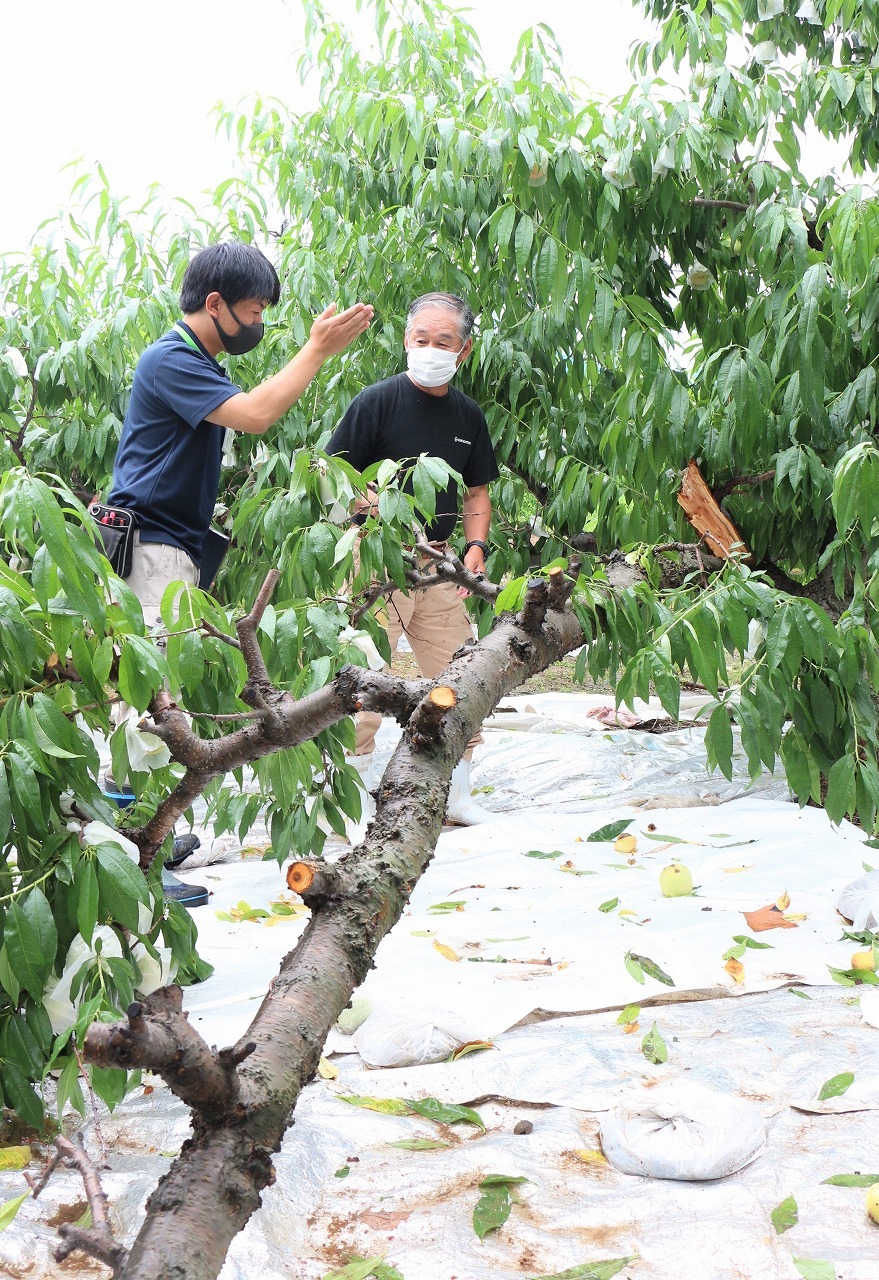 収穫最盛期の桃の木折れる 桃農家の被害甚大 動画あり Ja尾張中央