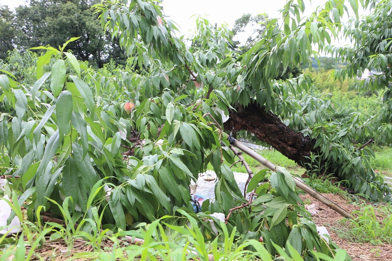 収穫最盛期の桃の木折れる 桃農家の被害甚大 動画あり Ja尾張中央